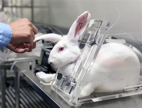 dior tester sur les animaux|dior animal testing ingredients.